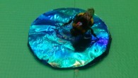 This is a bumblebee landing on an iridescent target. Image credit: Karin Kjernsmo.