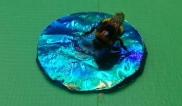 This is a bumblebee landing on an iridescent target. Image credit: Karin Kjernsmo.