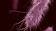 This illustration depicts a 3D computer-generated image of a group of Escherichia coli. Image credit: James Archer / CDC.