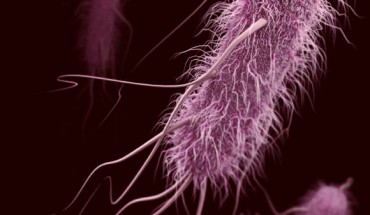 This illustration depicts a 3D computer-generated image of a group of Escherichia coli. Image credit: James Archer / CDC.