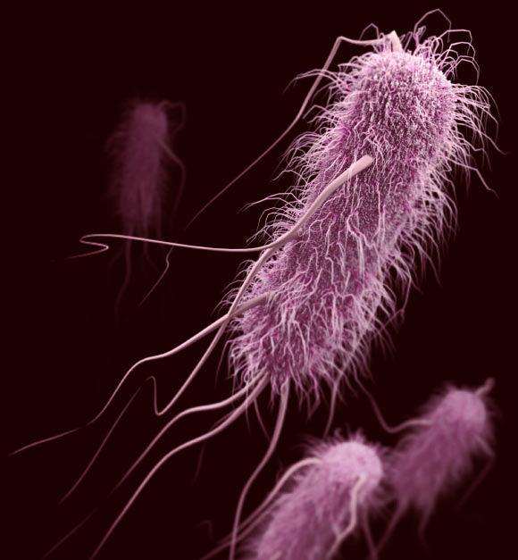 This illustration depicts a 3D computer-generated image of a group of Escherichia coli. Image credit: James Archer / CDC.