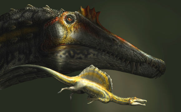 The largest and the smallest specimens of Spinosaurus known to date. Image credit: D. Bonadonna.
