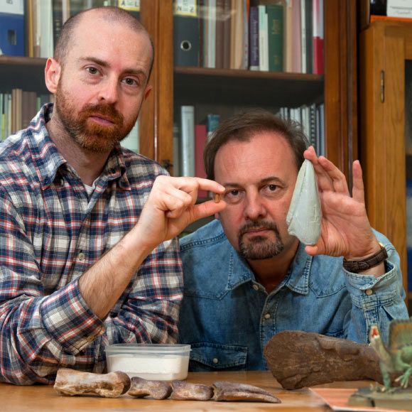 Paleontologists Simone Maganuco (left) and  Cristiano Dal Sasso (right) compare the new fossil to the cast of the same bone from a subadult Spinosaurus studied in 2014; the baby Spinosaurus nail is identical, just a much smaller version of it. Image credit: G. Bindellini.
