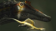The largest and the smallest specimens of Spinosaurus known to date. Image credit: D. Bonadonna.