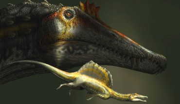 The largest and the smallest specimens of Spinosaurus known to date. Image credit: D. Bonadonna.