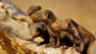 Group of dwarf mongooses in which different cooperative acts are exchanged even with a delay in time. Image credit: Shannon Wild.