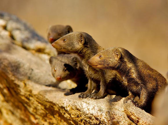 Group of dwarf mongooses in which different cooperative acts are exchanged even with a delay in time. Image credit: Shannon Wild.