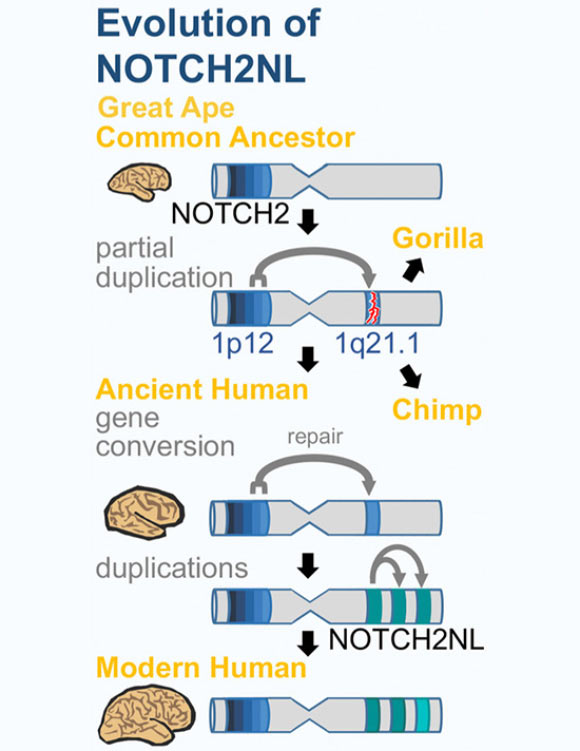 As shown in this diagram, the NOTCH2NL genes arose through a duplication event in a common ancestor of humans, chimpanzees, and gorillas, but only became functional genes in the human lineage. Image credit: Sofie Salama.