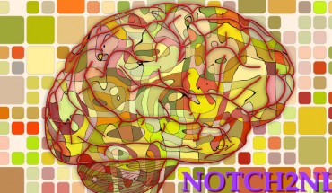 The NOTCH2NL genes arose in human ancestors just before a dramatic increase in brain size and are involved in genetic defects associated with neurological disorders. Image credit: Gerd Altmann / Sci-News.com.