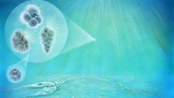 The three hair-covered forms (left) represent species of plankton found inside the crater. The geometric form (bottom left) is a species of algae. Small organisms like these moved into the crater so quickly that bones from animals that were killed by the impact, such as the mosasaur pictured here, may have still been visible. Image credit: John Maisano, University of Texas Jackson School of Geosciences.