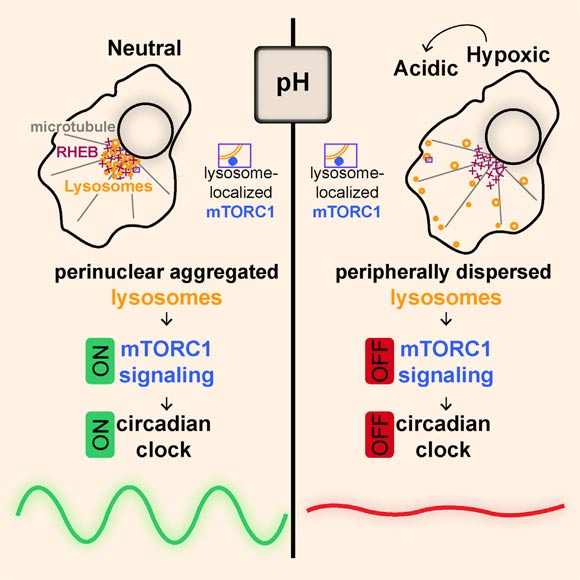 Walton et al describe how acidity makes oxygen-starved cancer cells dormant and drug resistant. Image credit: Walton et al, doi: 10.1016/j.cell.2018.05.009.
