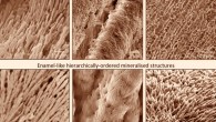 Similarity of structure between the enamel-like material and dental enamel. Image credit: Alvaro Mata.