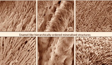 Similarity of structure between the enamel-like material and dental enamel. Image credit: Alvaro Mata.