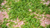 Green tea leaves. Image credit: S.X.H.