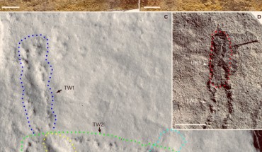 Trackways and burrows excavated in situ from the Shibantan Member, Dengying Formation, China: (A and B) epirelief (top bedding surface) and hyporelief (bottom bedding surface), respectively; trackways (TW1 and TW2) and undermat burrows (UB1 to UB3) are labeled; (C) latex mold of (B), with trackways and burrows marked and labeled; (D) enlargement of rectangle in (B), showing connection between TW2 and UB3 (marked). Scale bars - 2 cm. Image credit: Chen et al, doi: 10.1126/sciadv.aao6691.
