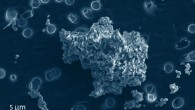 Cometary-type interplanetary dust particle collected by NASA aircraft. Image credit: Hope Ishii, University of Hawaii at Manoa.