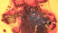 A unique example of a fossil tick preserved wrapped in a spider web from the Cretaceous Burmese amber; it is the oldest and only example of a tick caught by a spider in the fossil record. Image credit: Dunlop et al, doi: 10.1016/j.cretres.2018.04.013.