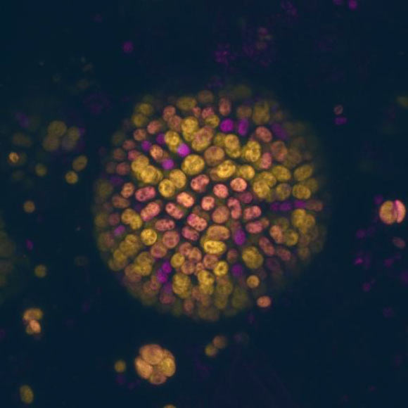 Colony of Chroococcidiopsis thermalis cells where the different colors represent photosynthesis driven by chlorophyll-a (magenta) and chlorophyll-f (yellow). Image credit: Dennis Nuernberg.