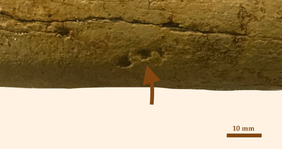 Pits possibly made by crocodile relatives on a 68-million-year-old dinosaur bone from New Jersey. Image credit: Chase D. Brownstein.