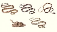 The five newfound species of snail-eating snakes, from top left to bottom right: the Bev Ridgely’s snail-eater (Sibon bevridgelyi), male; the Bob Ridgely’s snail-eater (Dipsas bobridgelyi), male; the Klebba’s snail-eater (Dipsas klebbai), male; the Oswaldo Báez’ snail-eater (Dipsas oswaldobaezi), female; and the George Jett’s snail-eater (Dipsas georgejetti), male. Image credit: Arteaga et al, doi: 10.3897/zookeys.766.24523.