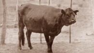 The short-faced Niata cow. Image credit: Journal of Heredity, doi: 10.1093/oxfordjournals.jhered.a110716.