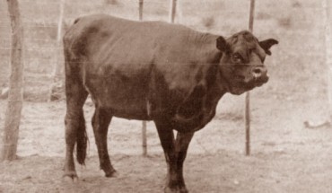 The short-faced Niata cow. Image credit: Journal of Heredity, doi: 10.1093/oxfordjournals.jhered.a110716.