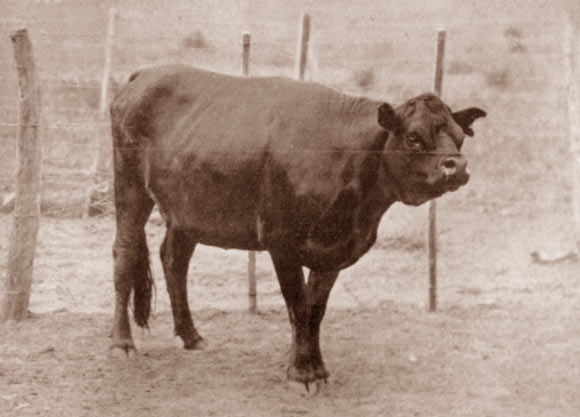 The short-faced Niata cow. Image credit: Journal of Heredity, doi: 10.1093/oxfordjournals.jhered.a110716.