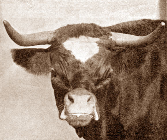 The Niata cow. Image credit: Ernest Gibson F.Z.S., doi: 10.1111/j.1469-7998.1915.tb07417.x.