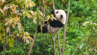 Giant pandas are found in the mountains of central China in dense bamboo and coniferous forests at altitudes of 5,000 to 10,000 feet (1,500-3,000 m). Image credit: Chester Ho.