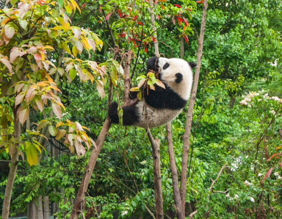 Giant pandas are found in the mountains of central China in dense bamboo and coniferous forests at altitudes of 5,000 to 10,000 feet (1,500-3,000 m). Image credit: Chester Ho.