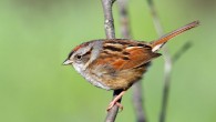The swamp sparrow (Melospiza georgiana). Image credit: Simon Pierre Barrette / CC BY-SA 3.0.