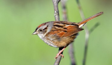 The swamp sparrow (Melospiza georgiana). Image credit: Simon Pierre Barrette / CC BY-SA 3.0.