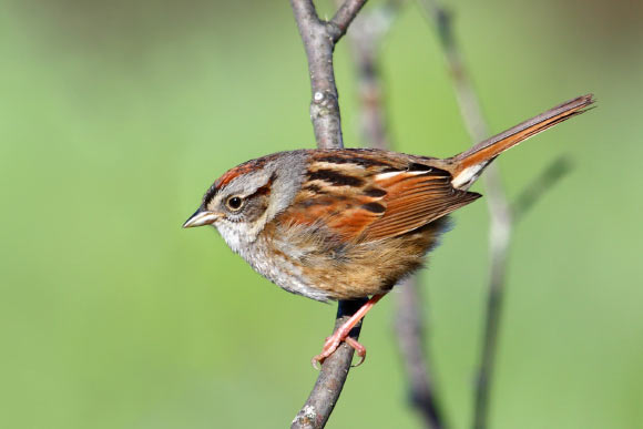 The swamp sparrow (Melospiza georgiana). Image credit: Simon Pierre Barrette / CC BY-SA 3.0.