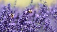 Ostroverkhova et al examined responses of wild bees to traps designed to selectively stimulate either the blue or the green photoreceptor using sunlight-induced fluorescence in the 420-480 nm or 510-540 nm region. Image credit: Rebekka D.