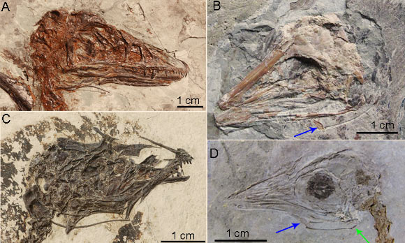 Incredible fossils discovered in northeastern China with the hyoid bones preserved: (A) Microraptor zhaoianus, (B) Confuciusornis sp., (C) Enantiornithine sp., (D) Hongshanornis longicresta; the blue and green arrows are pointing to the hyoid apparatus. Image credit: Li et al, doi: 10.1371/journal.pone.0198078.