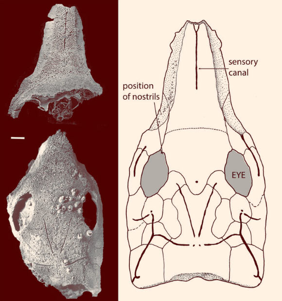 Brindabellaspis stensioi. Image credit: King et al, doi: 10.1098/rsos.180094.