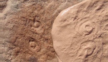 Obamus coronatus. Image credit: University of California, Riverside.