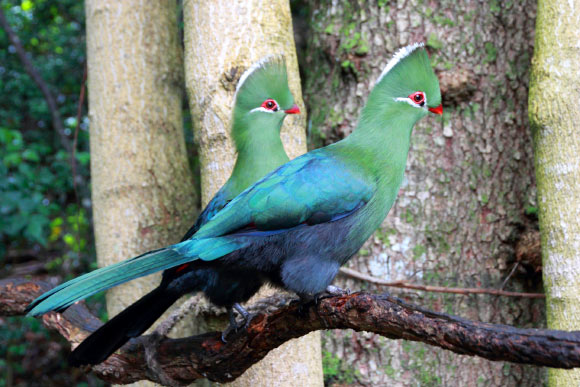 Modern turacos, like these Knysna turacos (Tauraco corythaix), are tree-dwelling and live exclusively in sub-Saharan Africa. Image credit: Anton Frolich / CC BY-SA 3.0.
