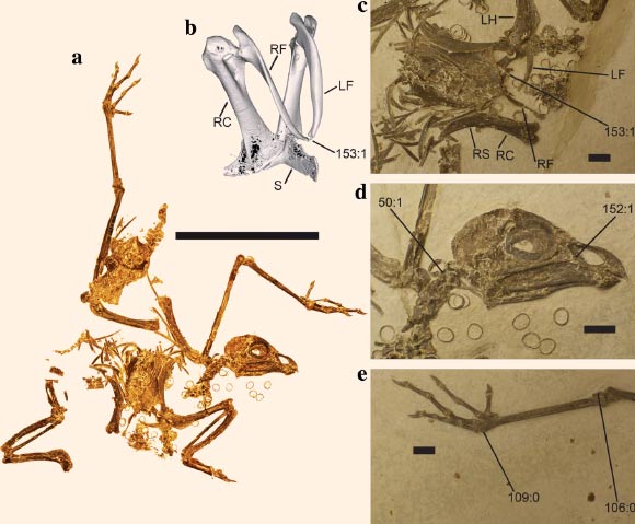 Complete skeleton of Foro panarium. Scale bar (a) - 10 cm. Image credit: Daniel J. Field & Allison Y. Hsiang, doi: 10.1186/s12862-018-1212-3.