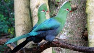 Modern turacos, like these Knysna turacos (Tauraco corythaix), are tree-dwelling and live exclusively in sub-Saharan Africa. Image credit: Anton Frolich / CC BY-SA 3.0.