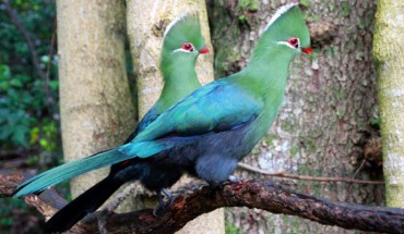 Modern turacos, like these Knysna turacos (Tauraco corythaix), are tree-dwelling and live exclusively in sub-Saharan Africa. Image credit: Anton Frolich / CC BY-SA 3.0.