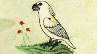 One of the four images of an Australasian cockatoo gifted to Frederick II of Sicily by the Kurdish al-Malik Muhammad al-Kamil, the ‘Sultan of Babylon.’ Codex Ms. Pal. Lat 1071, folio 20r. Image credit: Biblioteca Apostolica Vaticana.
