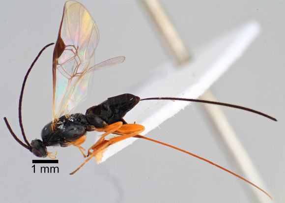 Dolichogenidea xenomorph. Image credit: Erinn Fagan-Jeffries.