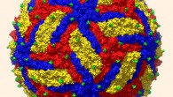 Sevvana et al achieved a structure of mature Zika virus at 3.1Å resolution; the three envelope glycoproteins are colored yellow, blue and red. Image credit: Madhumati Sevvana / Purdue University.