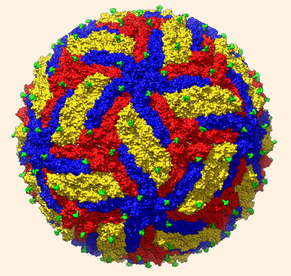 Sevvana et al achieved a structure of mature Zika virus at 3.1Å resolution; the three envelope glycoproteins are colored yellow, blue and red. Image credit: Madhumati Sevvana / Purdue University.