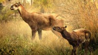 Theosodon arozquetai (left) and Llullataruca shockeyi. Image credit: Velizar Simeonovski.