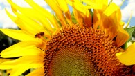 Galbraith et al identified 27 novel viruses in bees. Image credit: Joanna Jankowski.