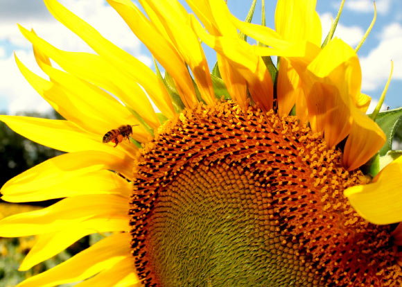 Galbraith et al identified 27 novel viruses in bees. Image credit: Joanna Jankowski.
