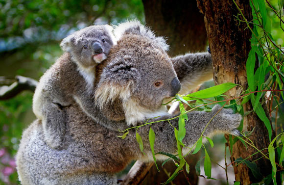Koalas (Phascolarctos cinereus). Image credit: Holger Detje.