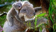 Koalas (Phascolarctos cinereus). Image credit: Holger Detje.